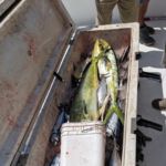072018 Fishing Report Ocean City Maryland