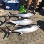 080518 Bluefin | Fishing Report Ocean City